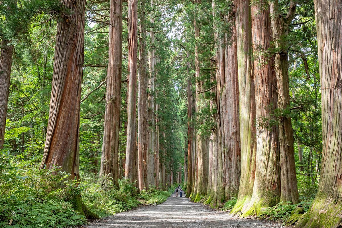 Prática criada no Japão, 'banho de floresta' ganha adeptos no Brasil e pode  entrar no SUS