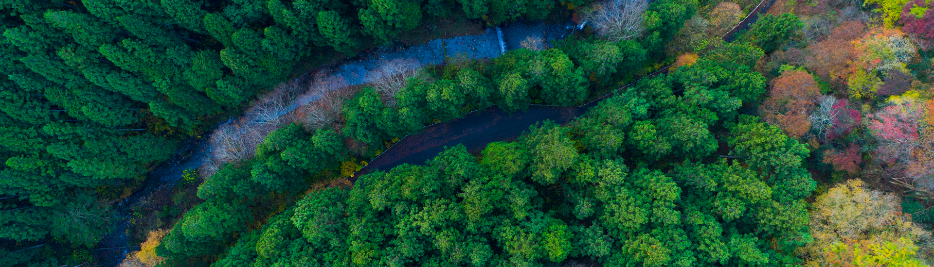 floresta com um rio 