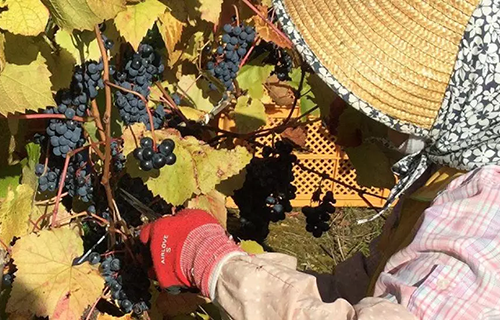 El vino japonés y las principales provincias vinícolas del Japón
