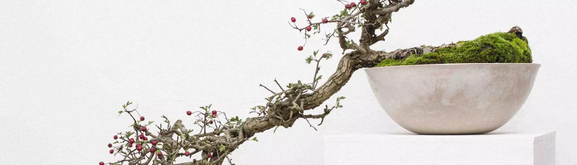 Bonsai: guía básica para cultivar su propio árbol en miniatura