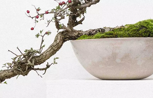  Bonsai: guía básica para cultivar su propio árbol en miniatura