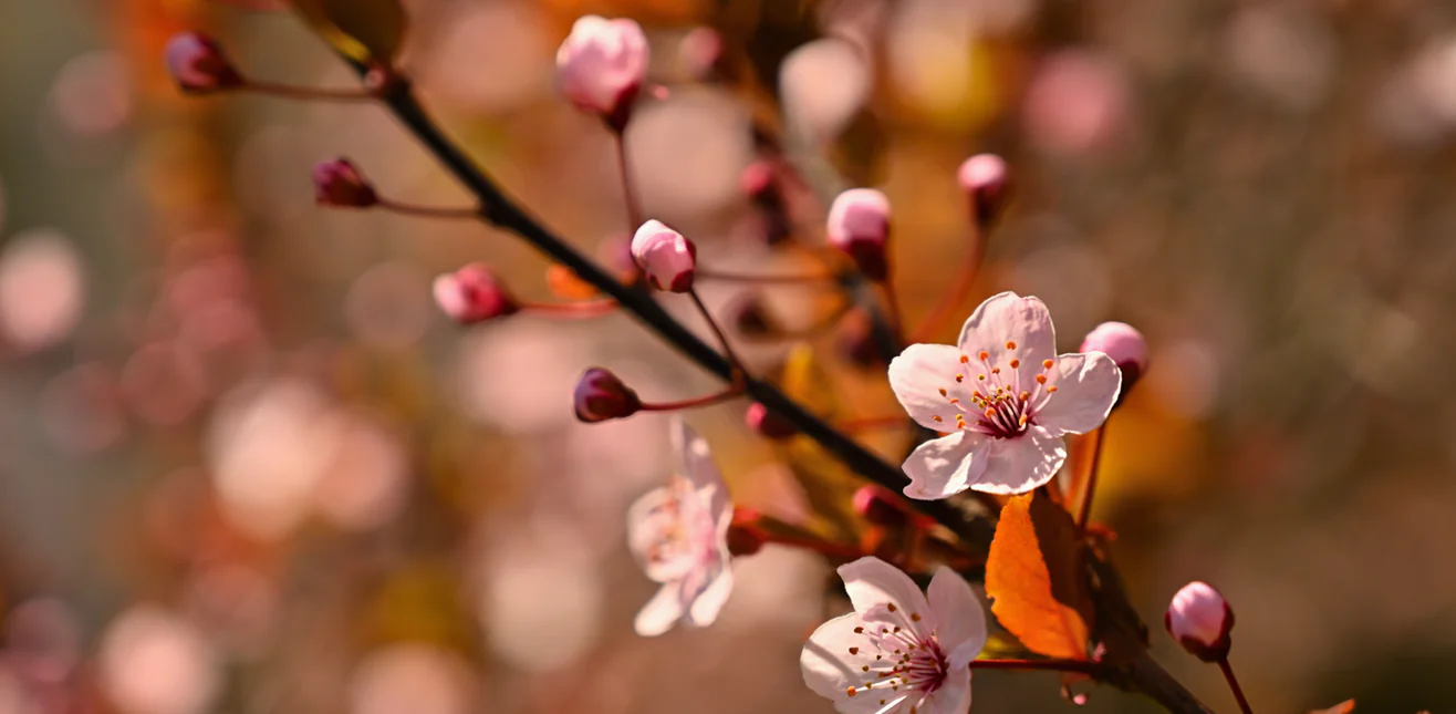 Conceptos Japoneses: Fuzei – Mono no Aware