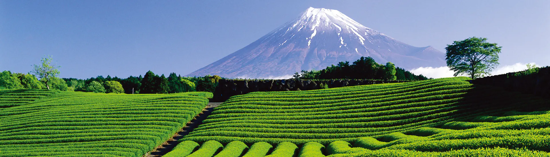 Registros do Último Intercâmbio Cultural na JHSP | Província de Shizuoka