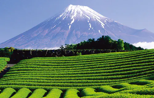  Registros do Último Intercâmbio Cultural na JHSP | Província de Shizuoka