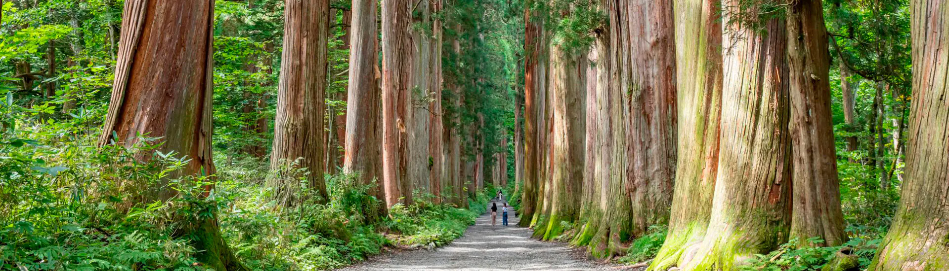 Os Banhos de Floresta no Japão