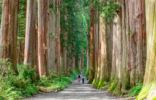  Os Banhos de Floresta no Japão