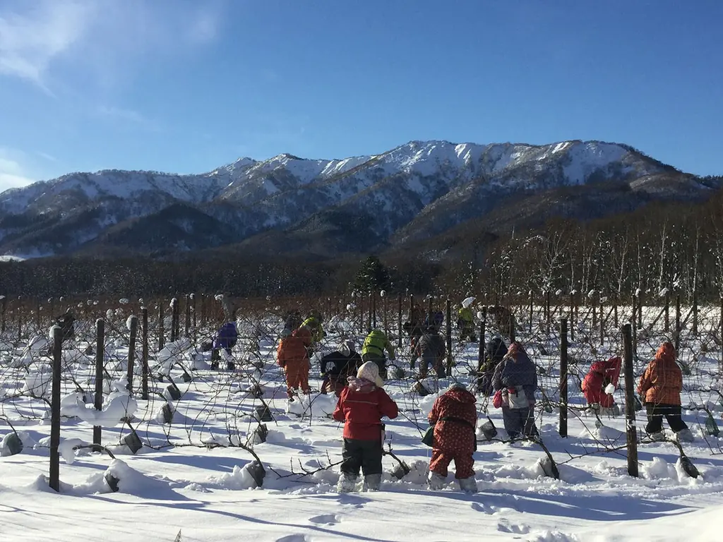Vinhedo © Hokkaido Wine Co., LTD*