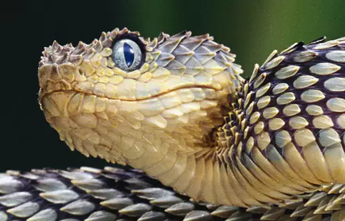  2025: o ano da serpente no horóscopo japonês