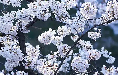  Sakura La Famosa Floración de los Cerezos en Japón