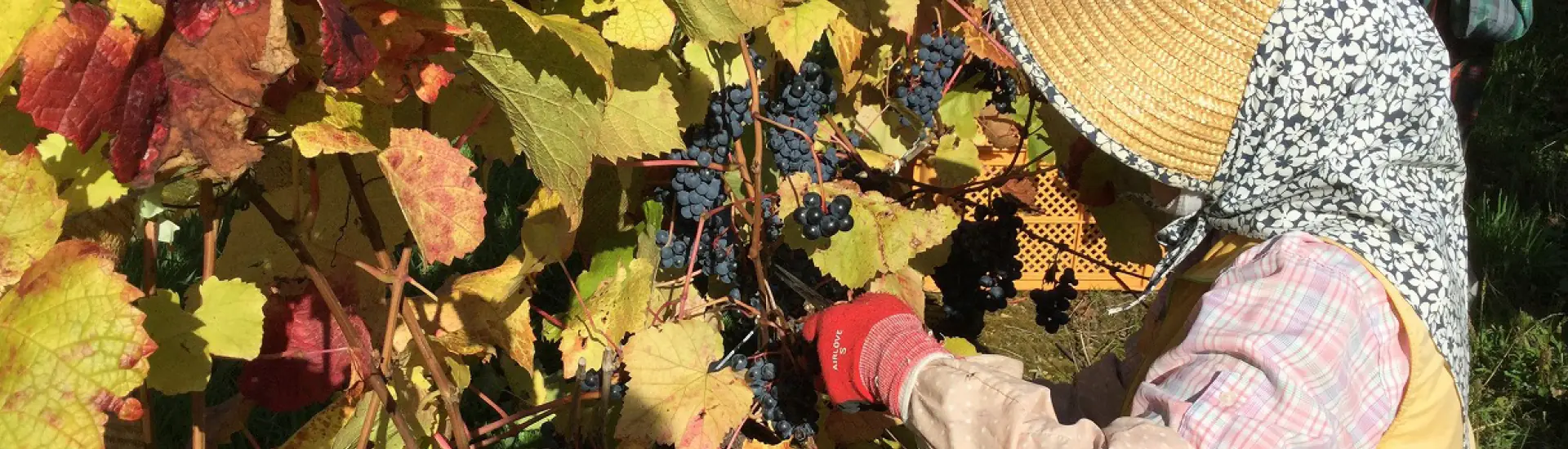 Wain: Japão em taças | Aizomê na Semana Paulistana do Vinho de 2026
