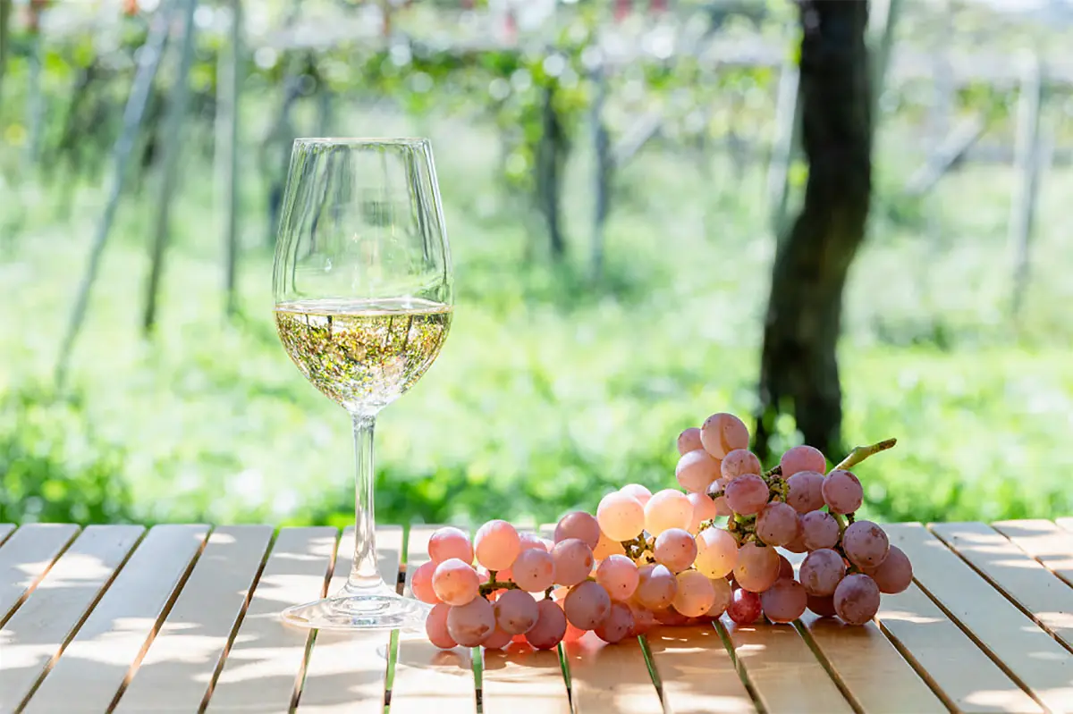 Wain: Japão em taças | Aizomê na Semana Paulistana do Vinho de 2026