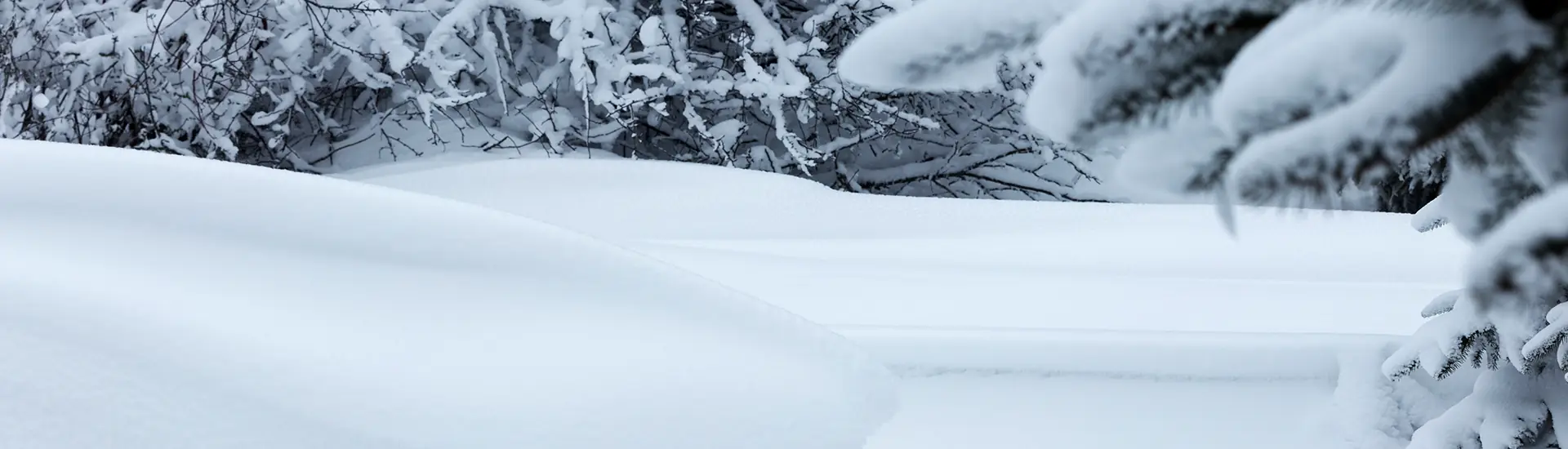 A Neve // Shiro: uma escala de nuances