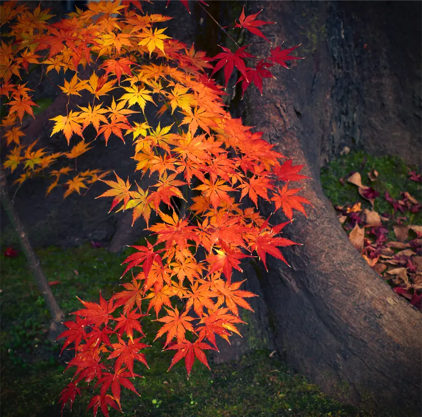 bordo-japonês-vermelho (momiji)